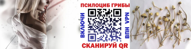 Галлюциногенные грибы Psilocybe Белоусово